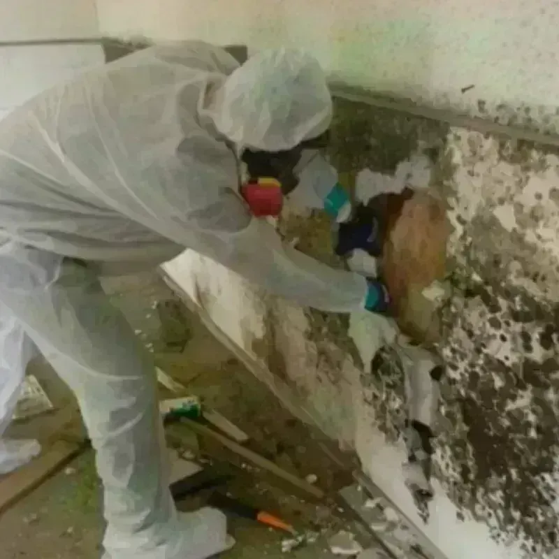 Mold Remediation and Removal in Linden, NJ